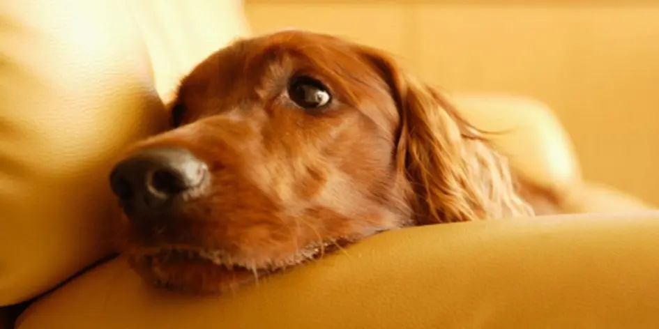 Искусственная кожа